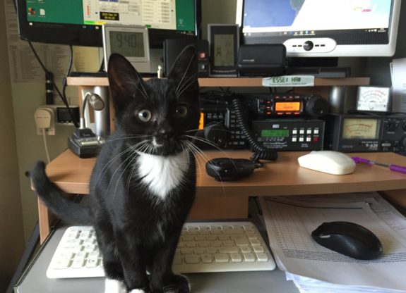 Splodge, the Essex Ham Shack Kitten, aged 3 months