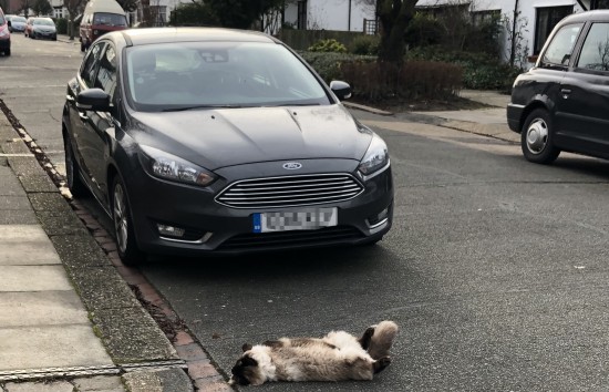 Neighbour's cat telling M0PSX to stay at home!